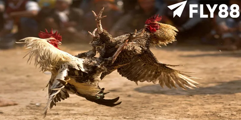 Đá Gà FLY88 - Nâng Tầm Trải Nghiệm Cá Cược Đá Gà Online